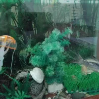 آکواریوم همراه با ماهی و وسایل