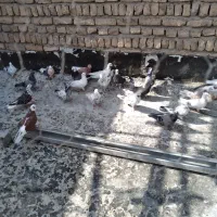 تعداد100کبوتریکجا|پرنده|تهران, بهارستان|دیوار