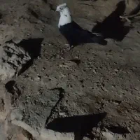 کبوتر