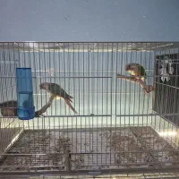 قفس حرفه ای ۶۴