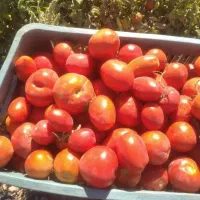 گوجه ربی 10تومان