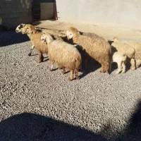 میش شیشک بره دار