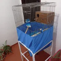 یک جفت عروس هلندی مولد لوتینوسالم سرحال