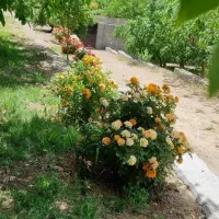 فروش باغ و باغچه|فروش دفتر صنعتی، کشاورزی، تجاری|قم, سالاریه|دیوار