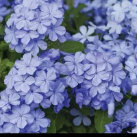 گل های زیبا|گل و گیاه طبیعی|رشت, شهرک قدس|دیوار