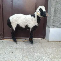 بره نر گوسفند