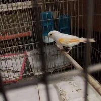 سهره قناری عجوبه رنگ خاص