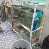 پایه اکواریوم سیلندر ماهی تگزاسی گپی