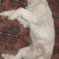 سگ تربیت شده و مهربون و نمکی