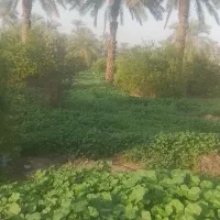 مغ یواری و حرس کردن