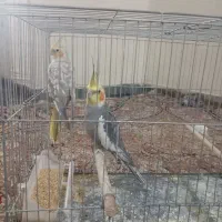 یک جفت عروس هلندی