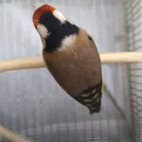 ماده سهره چانه سفید