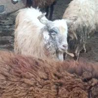 چپش نر  کیلویی 300