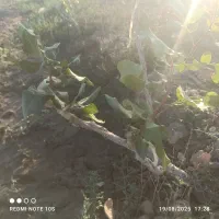 هرس، پیوند، باغبانی|خدمات باغبانی و درختکاری|مشهد, توس (بلوار توس)|دیوار