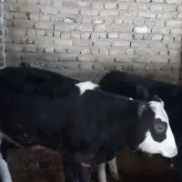 گاو تلیسه سیمینتال چاق بی چرب