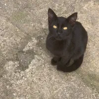 واگذاری بچه گربه مشکی
