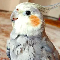 عروس هلندی