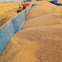 بذر گندم باسیلیو فرانسوی بوجارشده|عمده‌فروشی|گرگان, |دیوار