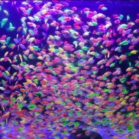 آکواریم ۷۰ الی ۲۵۰ لیتری با کیفت بالا و راه اندازی