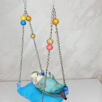 طوطی برزیلی (توضیحات آگهی)|پرنده|بوکان, |دیوار