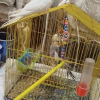 عروس هلندی نروماده