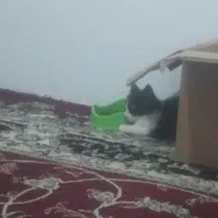 بچه گربه|گربه|گلبهار, شهر جدید گلبهار|دیوار