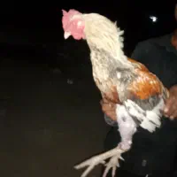 خروس سر حال