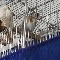 سهره مست مست بخوان دهن مجلسی|پرنده|صحنه, |دیوار