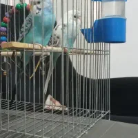 جفت مرغ عشق|پرنده|تهران, مهرآباد جنوبی|دیوار