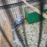 فروش مرغ عشق  پروانه ای و انگلیسی مولد روی تخم|پرنده|سیرجان, |دیوار