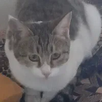 واگذاری گربه فوری به دلیل سربازی