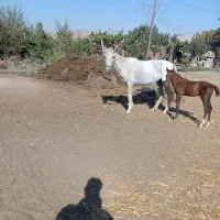 اسب
