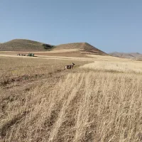 سگ گله|سگ|ممقان, |دیوار