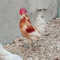 خروس گلین پا بلند ریشی