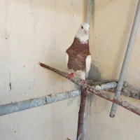 طوقی قهوه‌ای مهر