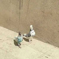 کبوتر سالم سرحال