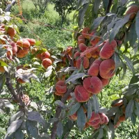 اخرین فرصت خریدانواع نهال با شرایط ویژه