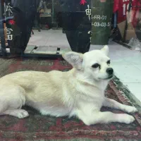 چی واوا اصیل ماده