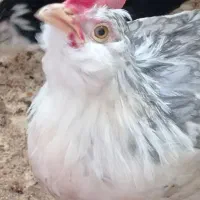 مرغ وخروس گلین طوسی (خروس)|حیوانات مزرعه|اصفهان, سروستان|دیوار