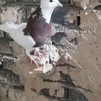 طوقی سرخ|پرنده|مشهد, نیزه|دیوار