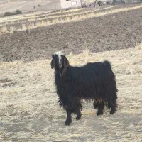 بز نر (ساورین)