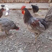 مرغ و خروس جوان طوسی  نوچه جوجه|حیوانات مزرعه|قم, نوقطار|دیوار