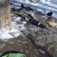 کفتر|پرنده|ضیاء آباد, |دیوار