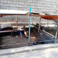 قفس پرنده و مرغ