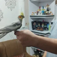 فروش فوری عروس هلندی نر بالغ بالغ|پرنده|کارون, |دیوار