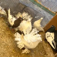 کبوتر تزیینی