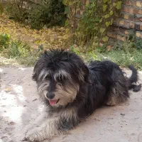 سگ باهوش وبازیگوش|سگ|اراک, |دیوار