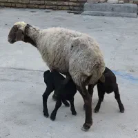 گوسفند - بره|حیوانات مزرعه|گمیشان, |دیوار