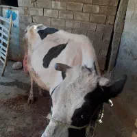 گاو گوساله|حیوانات مزرعه|فیروزآباد (لرستان), |دیوار