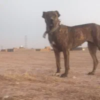 واگذاری ماده خراسانی